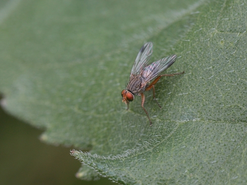 Pygophora apicalis