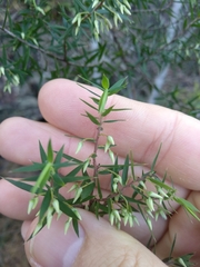 Styphelia setigera