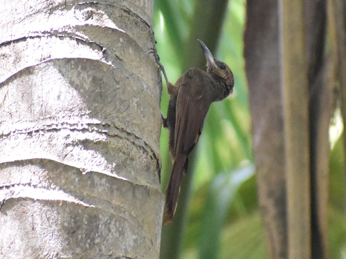 Northern Barred-Woodcreeper