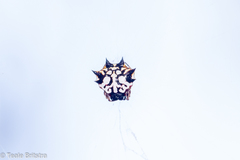 Gasteracantha sacerdotalis