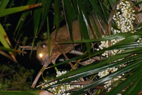 Kinkajou