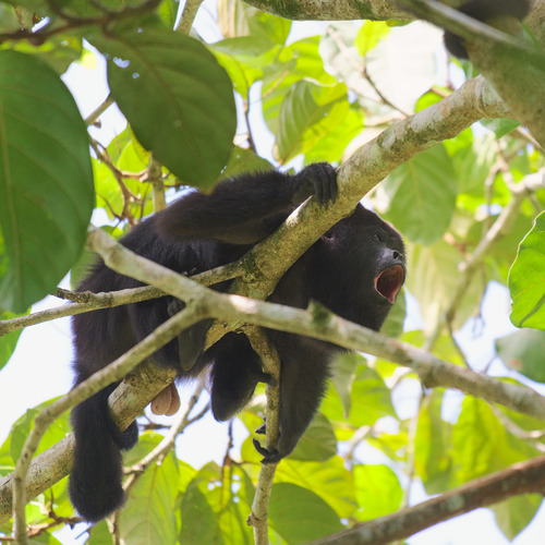 Yucatán Black Howler Monkey