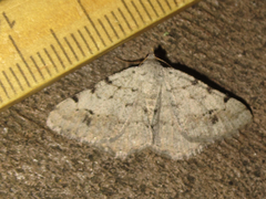 Digrammia pallidata