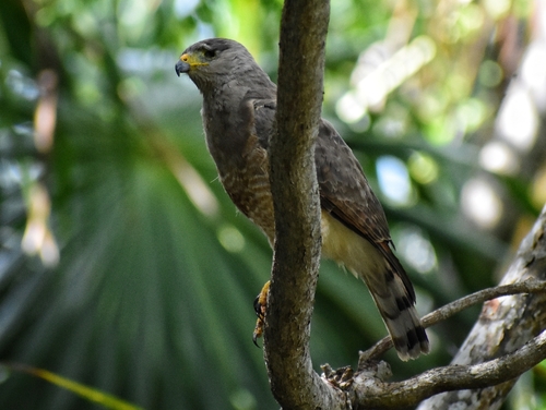 Roadside Hawk
