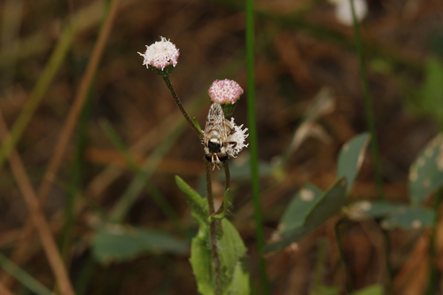 Copestylum tamaulipanum, 2026-08-18