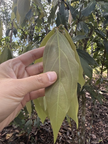 Neolitsea dealbata observed 2026-08-21