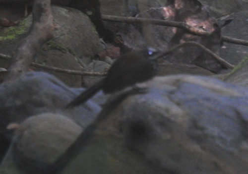 Rhipidura threnothorax observed 2026-08-15