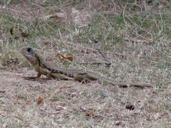 Leiolepis belliana