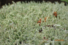 Cladonia subradiata