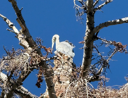 iNaturalist observation photo of American White Pelican