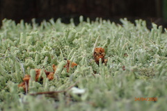 Cladonia subradiata