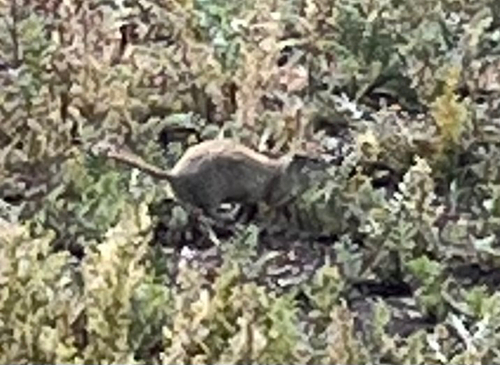 Wyoming Ground Squirrel observed by atlasisaac