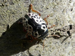 Calligrapha ignota