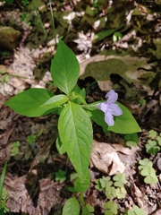 Ruellia purshiana