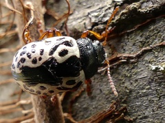 Calligrapha ignota