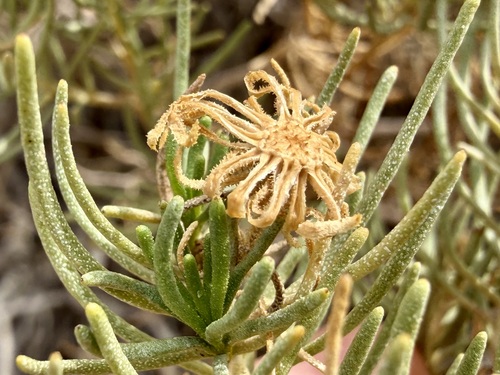 Peucephyllum schottii, photograph 2