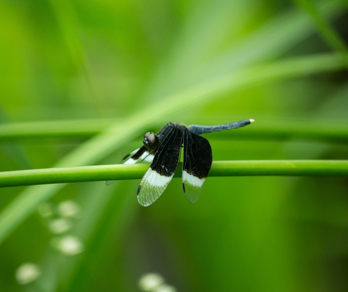 Pied Paddy Skimmer