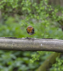 Erithacus rubecula