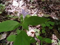 Ruellia purshiana