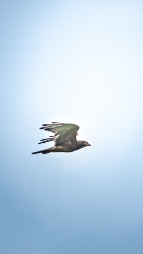 White-eyed Buzzard