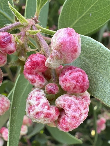 iNaturalist observation photo of Ericaceous Gall Aphids