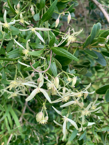 Small-leaved Clematis