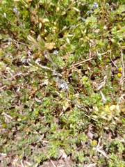 Myosotis ramosissima