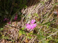Silene hookeri