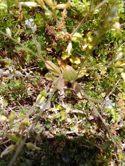 Myosotis ramosissima