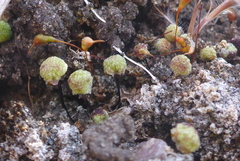 Mannia triandra