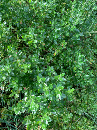 Seaberry Saltbush