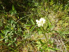 Valeriana uliginosa