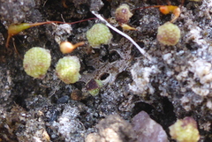 Mannia triandra