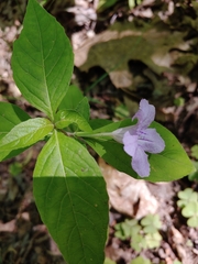 Ruellia purshiana