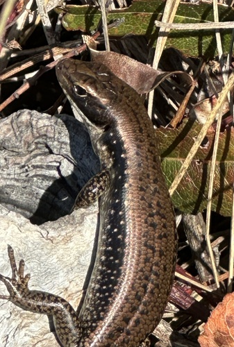 Southern Water Skink