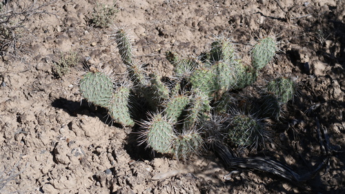 Plains Pricklypear