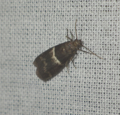 Elegia similella