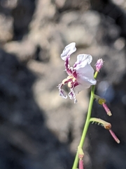 Streptanthus glandulosus secundus