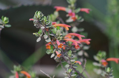 Clinopodium tomentosum