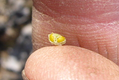 Mannia triandra