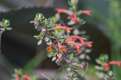 Clinopodium tomentosum