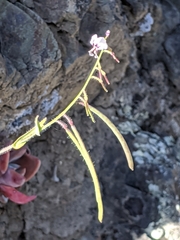 Streptanthus glandulosus secundus