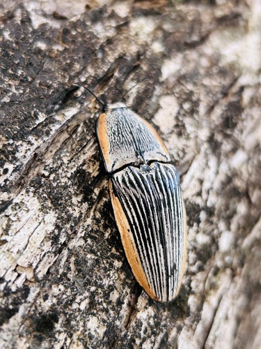 Chalcolepidius rugatus