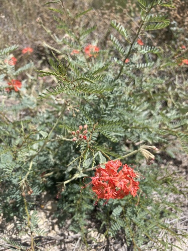 devil's bouquet