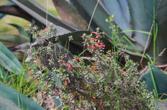 Clinopodium tomentosum