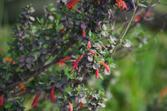 Clinopodium tomentosum