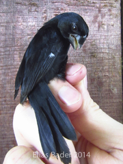 Thick-Billed Seed-Finch photo 5