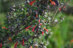 Clinopodium tomentosum