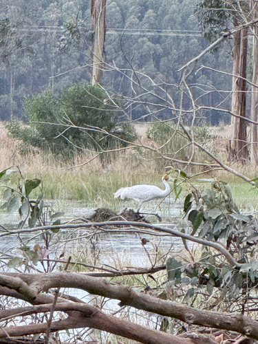 Brolga