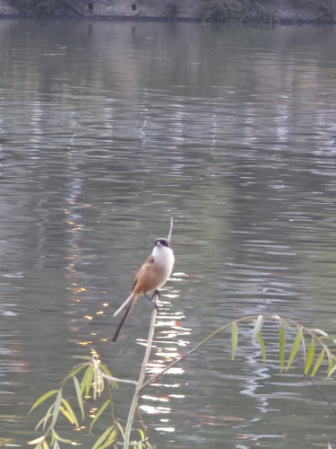 Long-tailed Shrike
